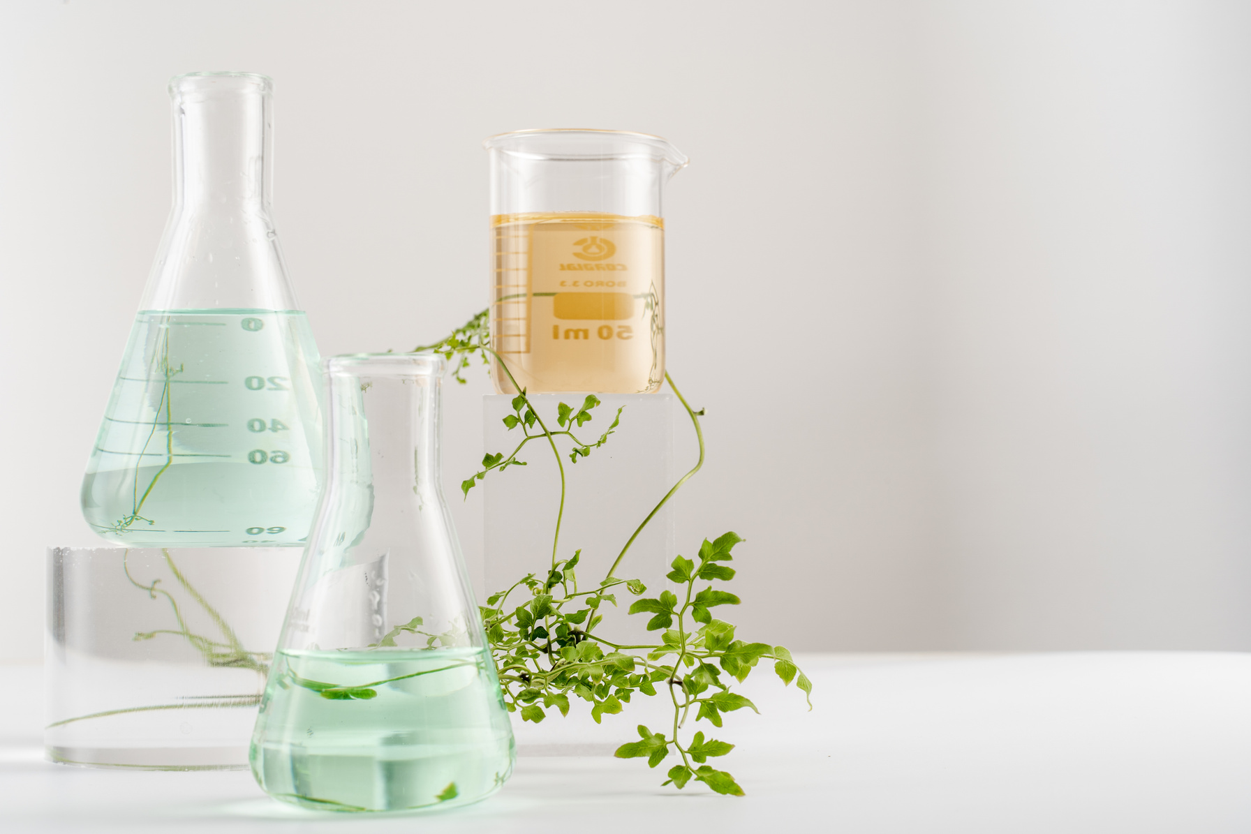 Beakers with Branches of Leaves